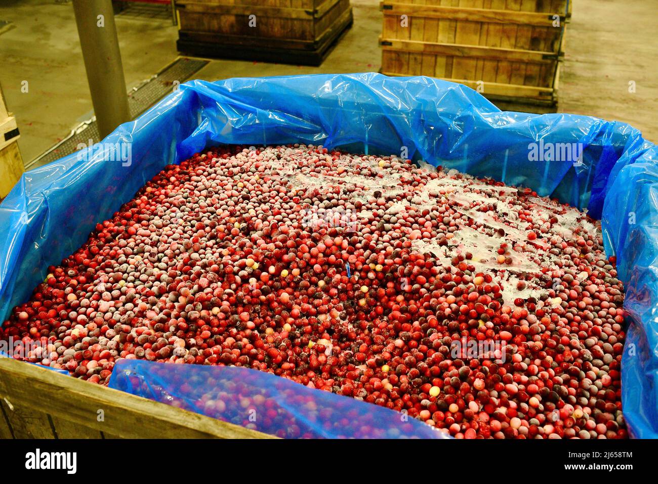 Processing of cranberries at the modern and state-of-the-art Ocean Spray plant in Wisconsin Rapids, Wisconsin, USA Stock Photo
