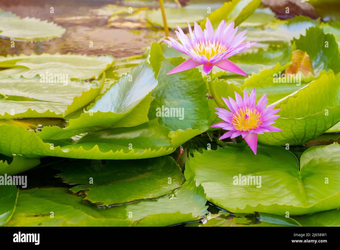 Pink-purple lotus and leaves in water Stock Photo
