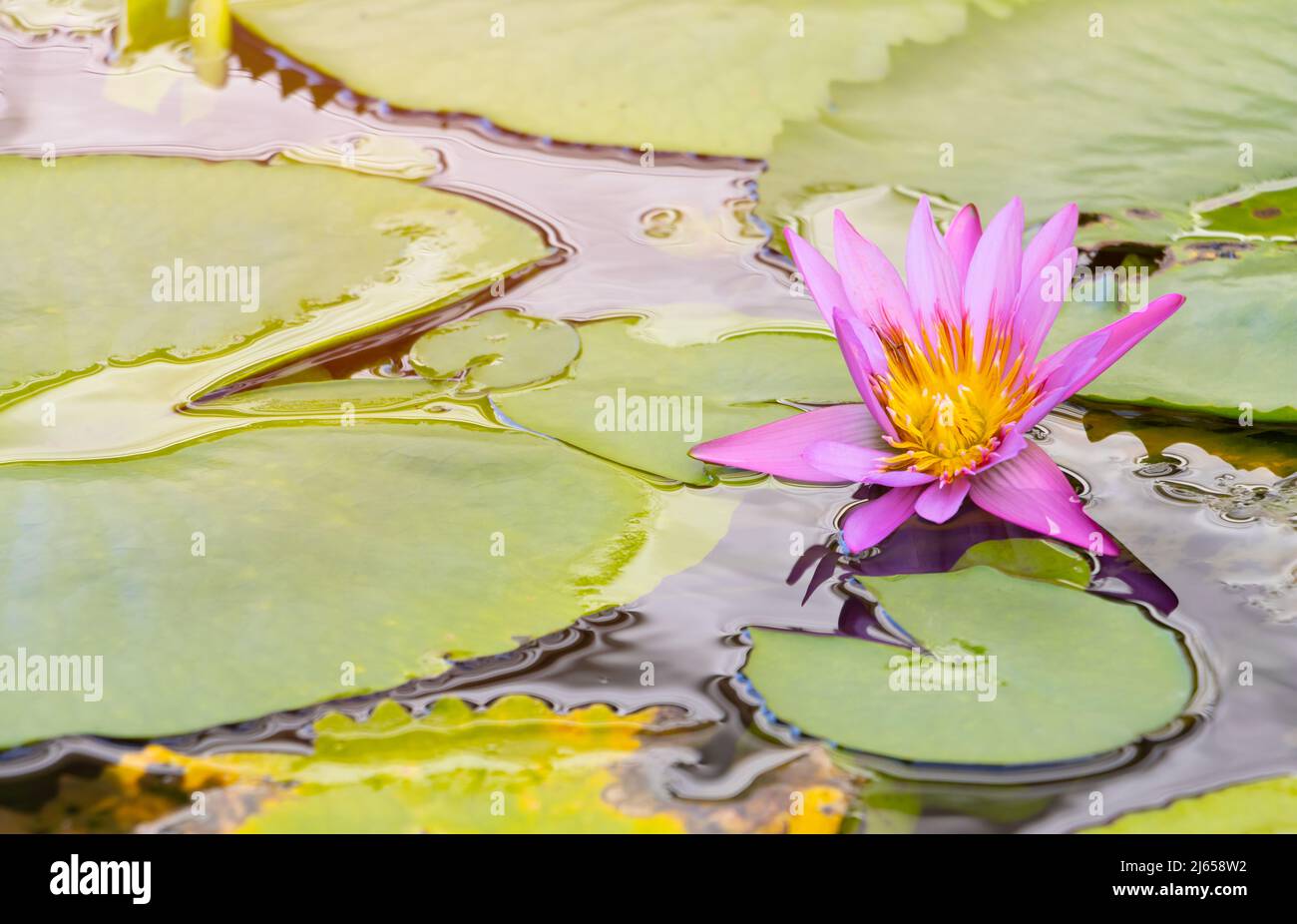 Pink-purple lotus and leaves in water Stock Photo