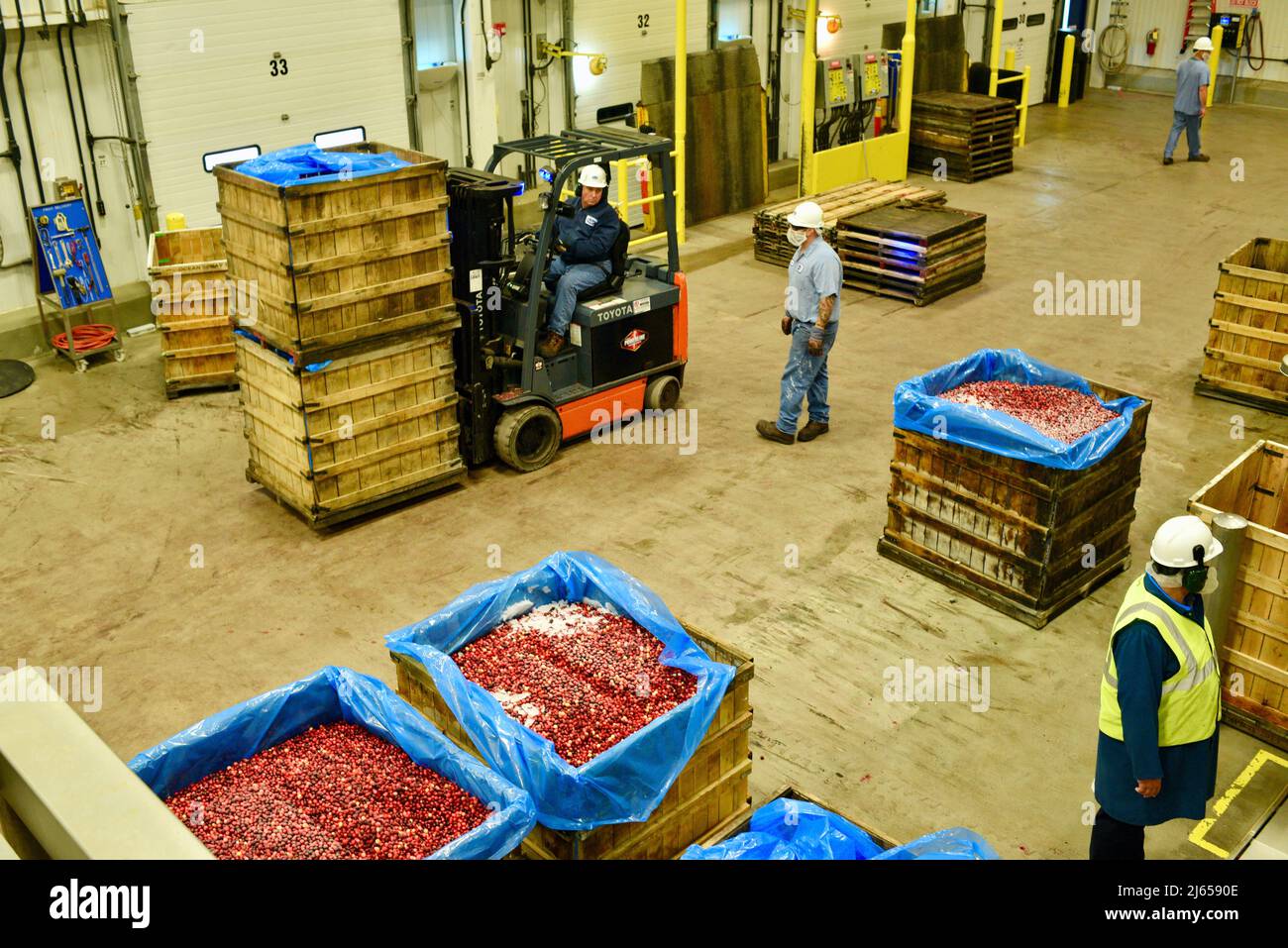 With a forklift, workers moving crates of cranberries at the modern and state-of-the-art Ocean Spray plant in Wisconsin Rapids, Wisconsin, USA Stock Photo