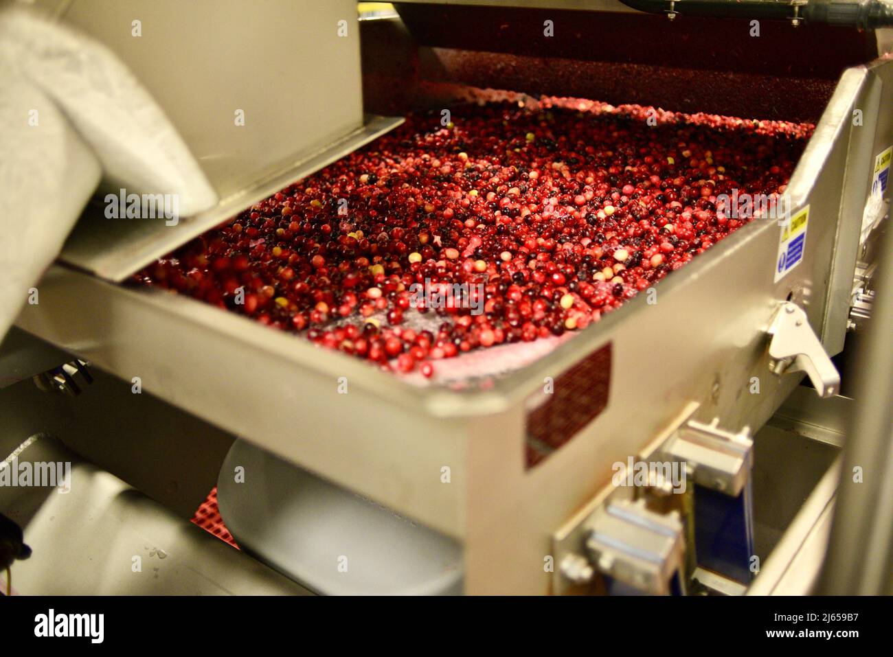 Processing of cranberries at the modern and stateoftheart Ocean
