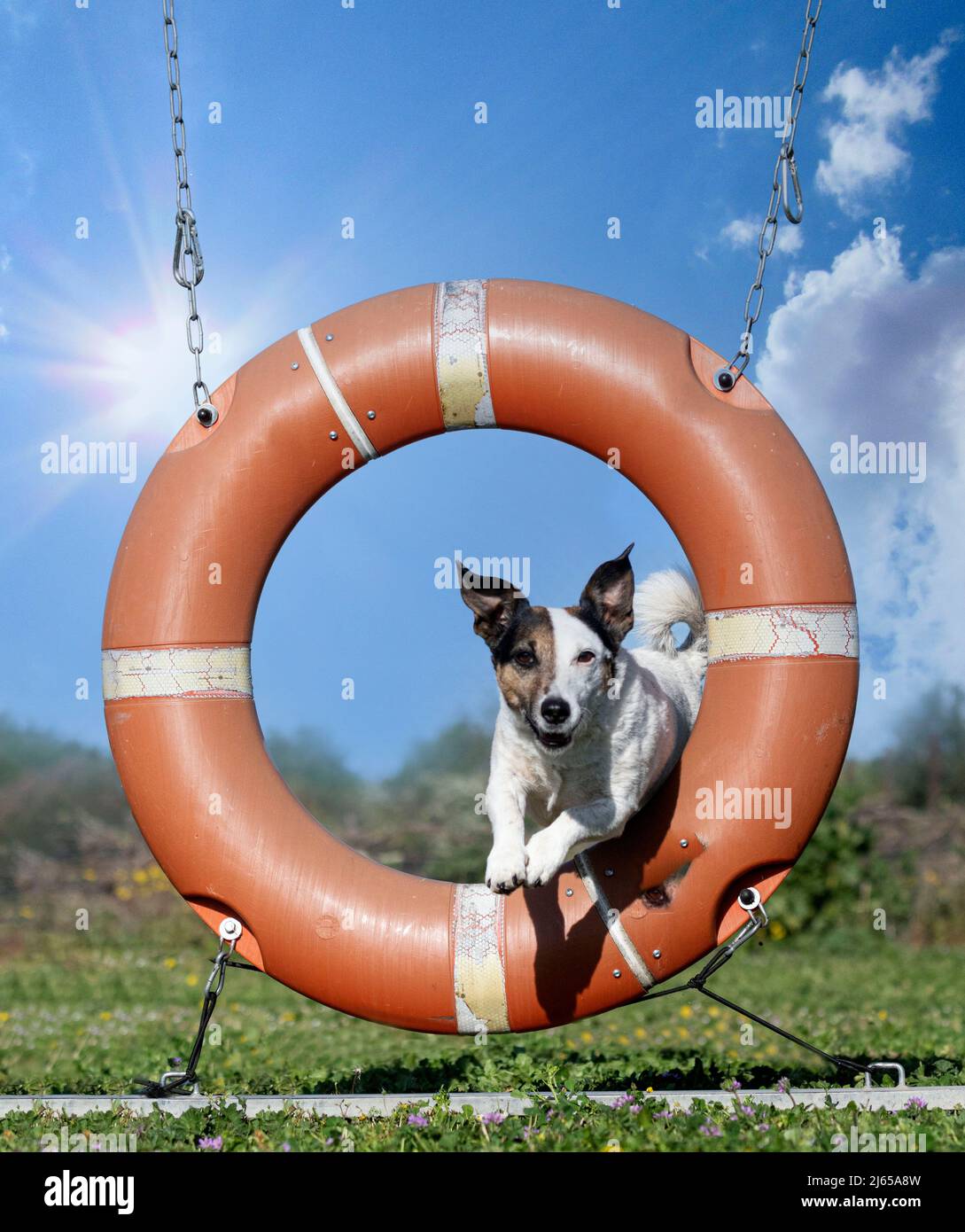 training of agility for competition in an obedience club Stock Photo