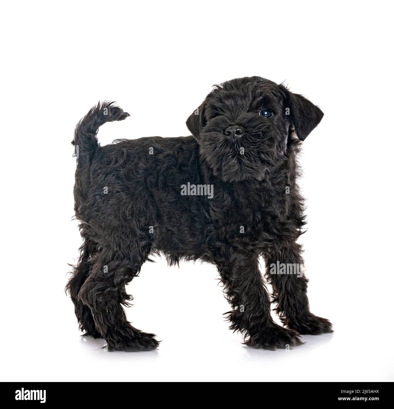black miniature schnauzer in front of white background Stock Photo - Alamy