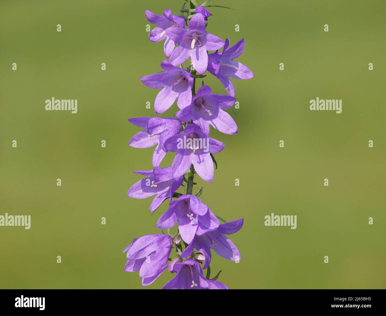 Purple flowers of creeping Bellflower plant, Campanula rapunculoides Stock Photo