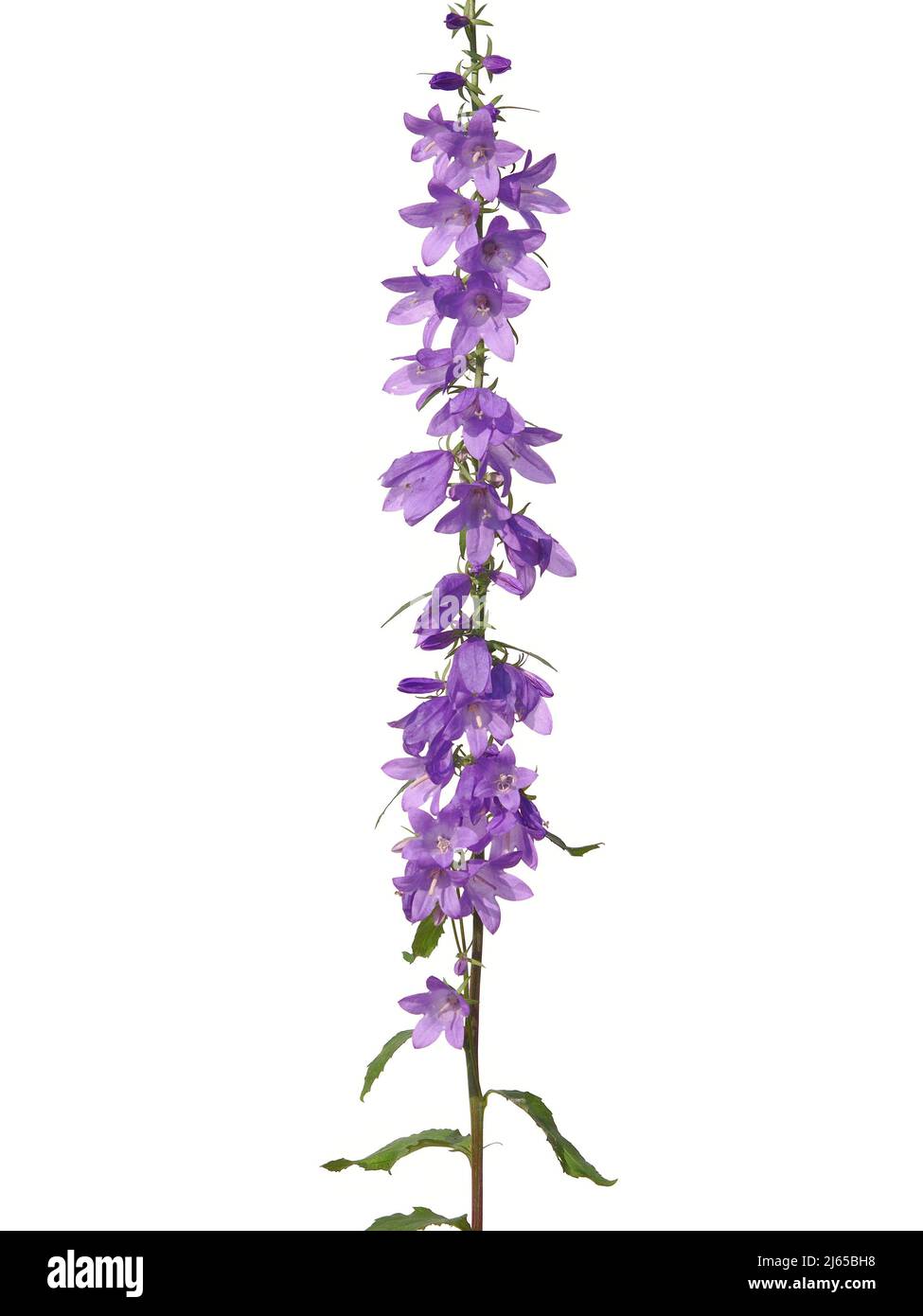 Purple flower of creeping bellflower plant isolated on white, Campanula rapunculoides Stock Photo