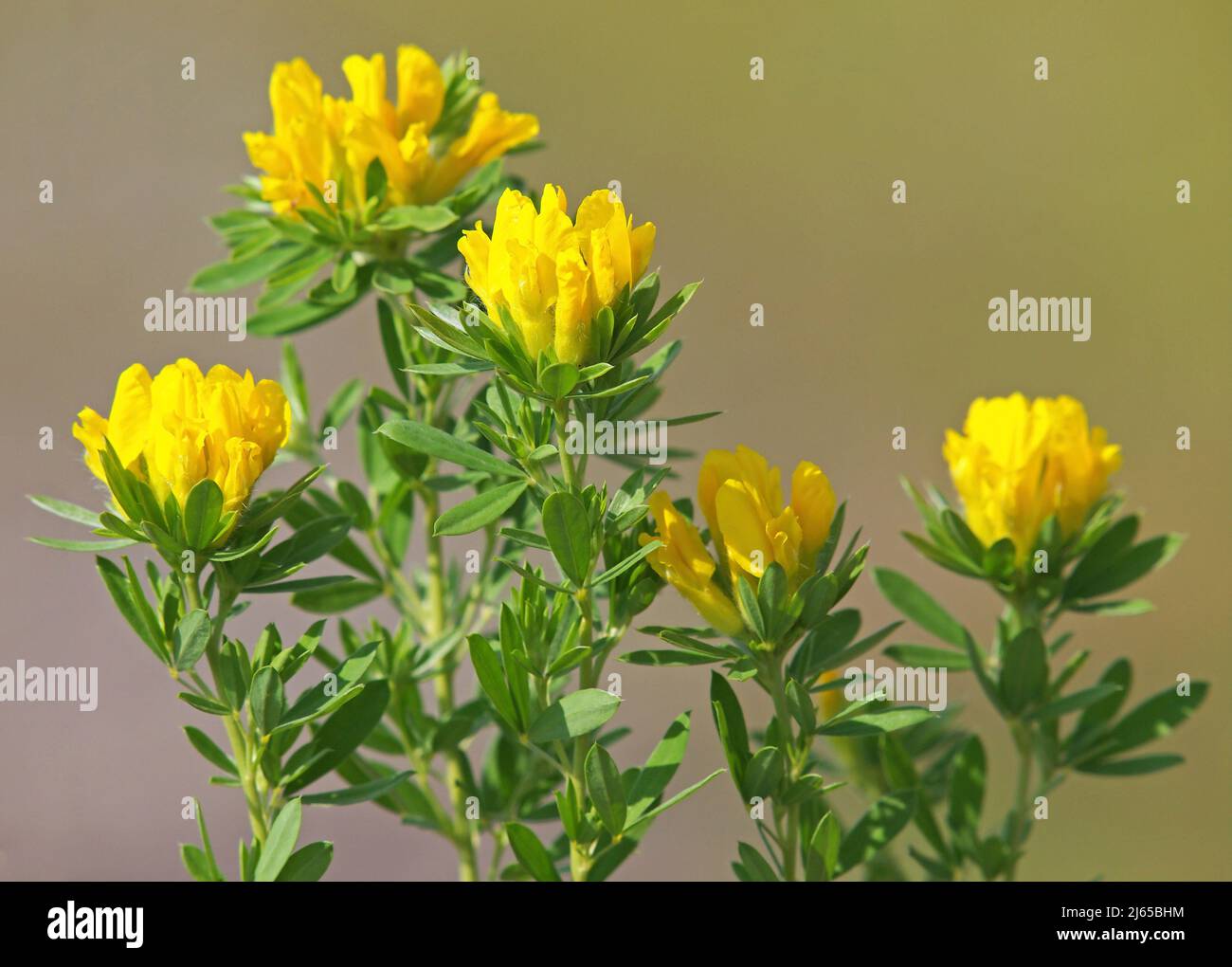 Blooming plant of Austrian clustered broom with yellow flowers. Chamaecytisus austriacus Stock Photo