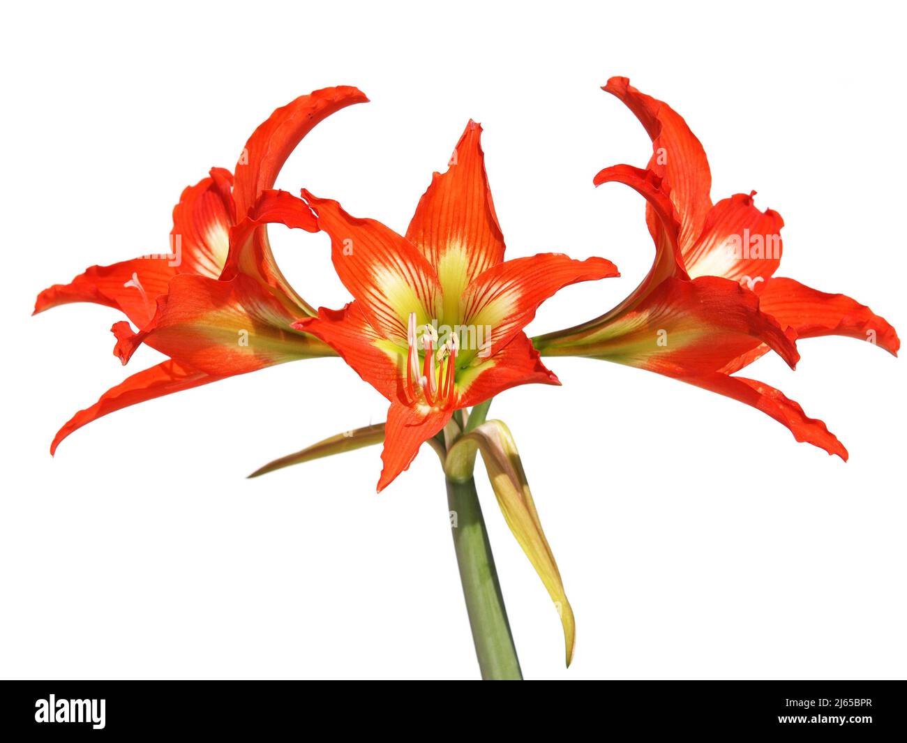 Red orange flower of Striped Barbados lily isolated on white, Hippeastrum striatum Stock Photo