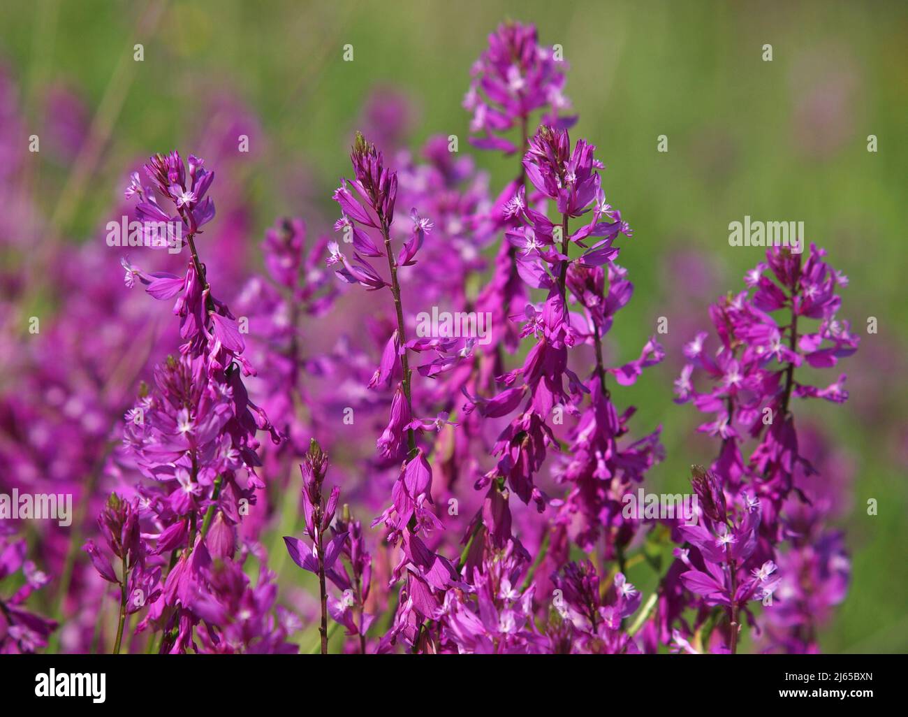 Pink purple flowers of Great Milkwort on a meadow. Polygala major Stock Photo