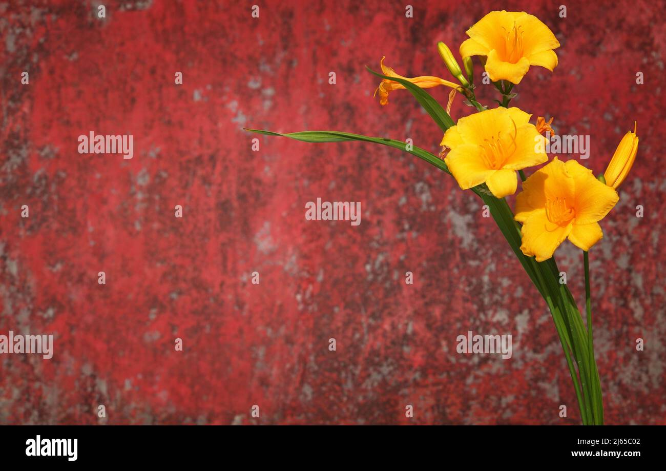 Yellow flowers of Reblooming Daylily on old rusty red painted metal bakcgound with copy space Stock Photo
