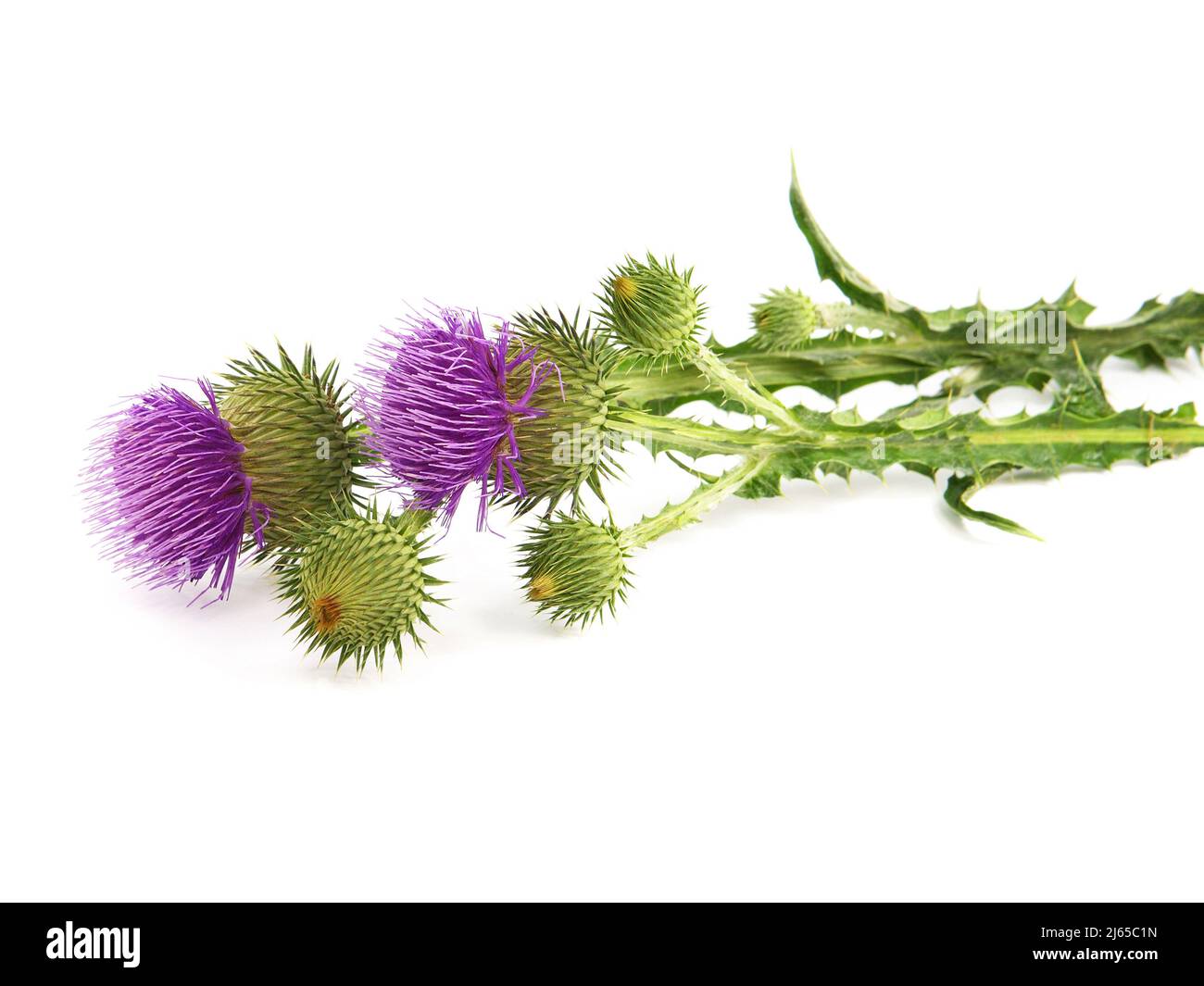 Purple flowers of Cotton thistle or Scotch thistle isolated on white, Onopordum acanthium Stock Photo