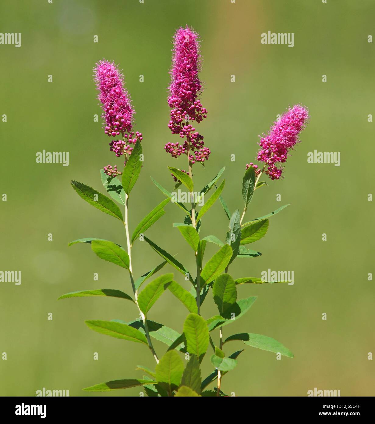 Pink flower of hardhack steeplebush or rose spirea plant. Spiraea douglasii Stock Photo