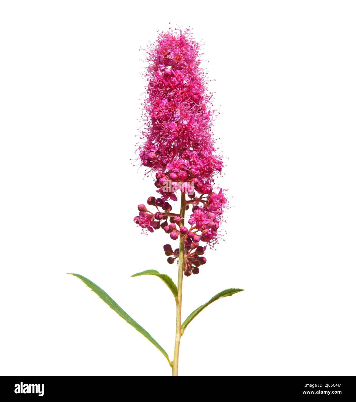 Pink flower of hardhack steeplebush or rose spirea isolated on white. Spiraea douglasii Stock Photo