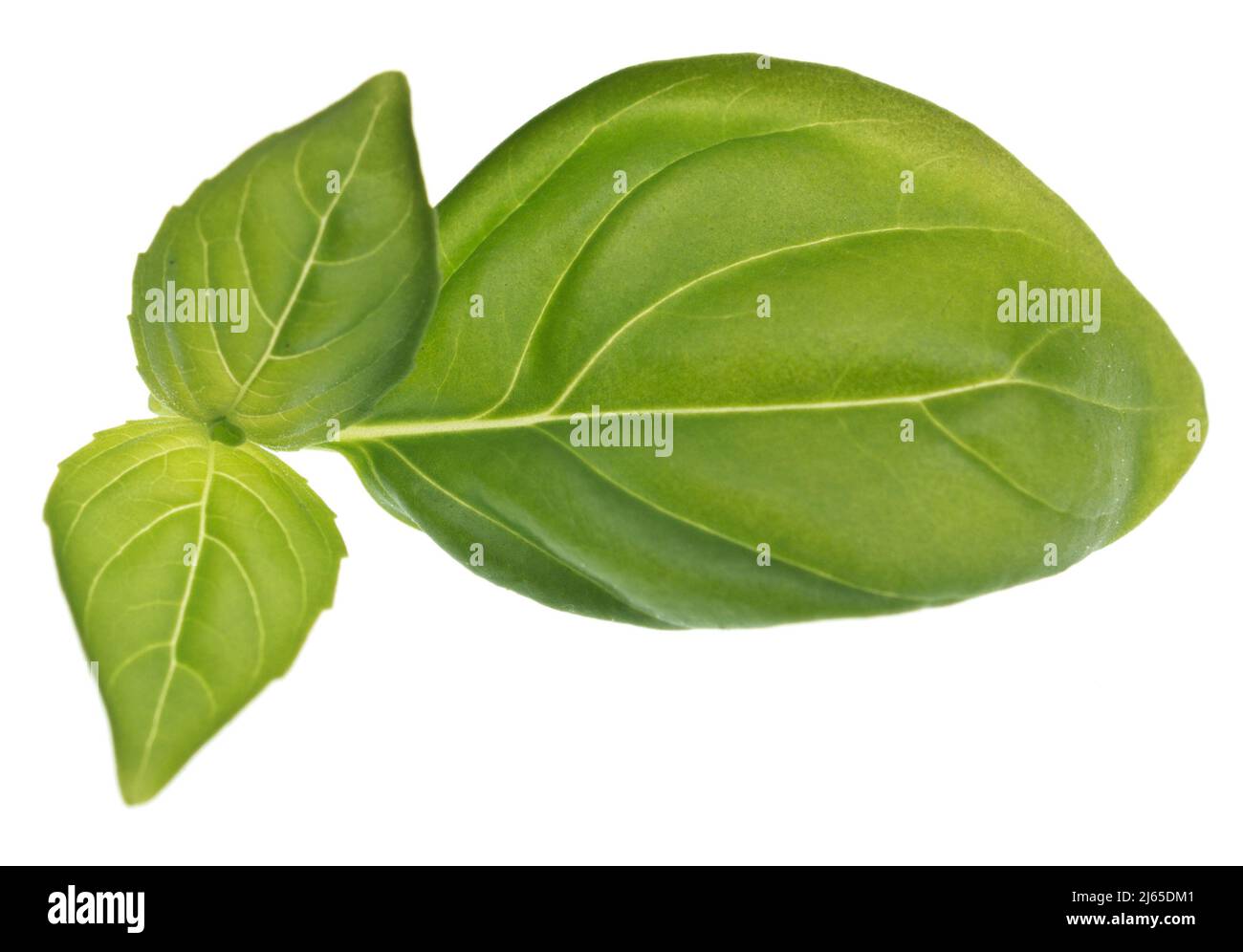 Basil isolated on white background Stock Photo - Alamy