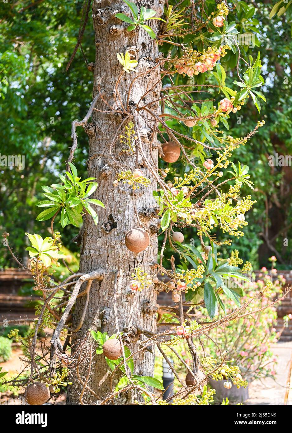 Cannonball fruit on the cannonball tree with flower, Shorea robusta Dipterocarpaceae - Sal, Shal, Sakhuwan, Sal Tree, Sal of India, Religiosa Stock Photo