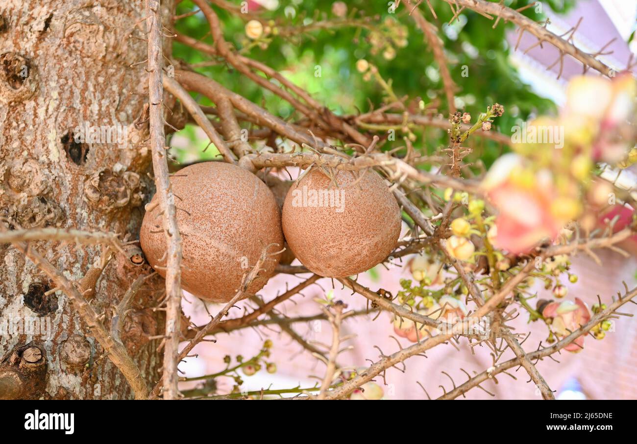 Cannonball fruit on the cannonball tree with flower, Shorea robusta Dipterocarpaceae - Sal, Shal, Sakhuwan, Sal Tree, Sal of India, Religiosa Stock Photo