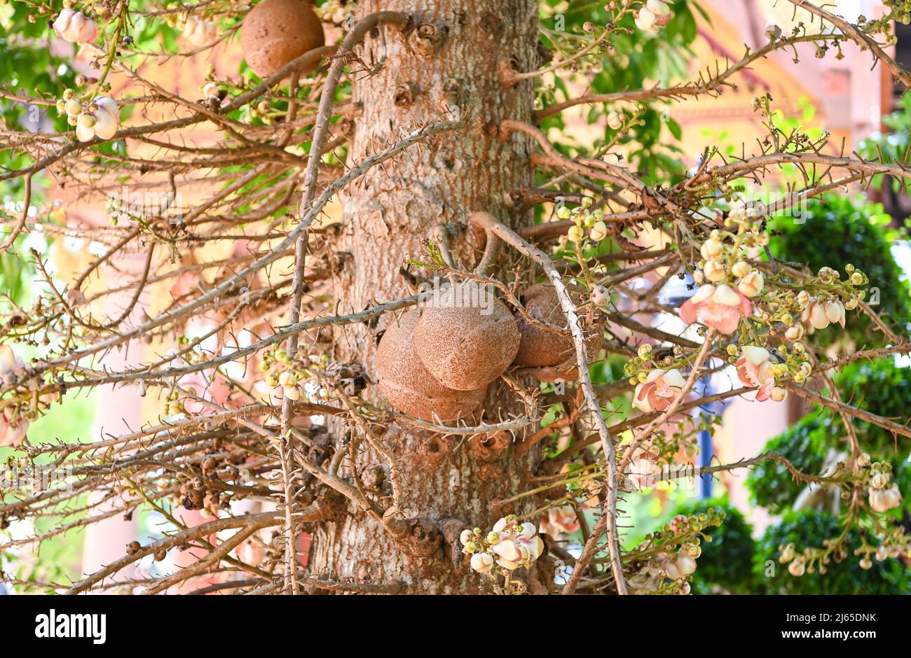 Cannonball fruit on the cannonball tree with flower, Shorea robusta Dipterocarpaceae - Sal, Shal, Sakhuwan, Sal Tree, Sal of India, Religiosa Stock Photo