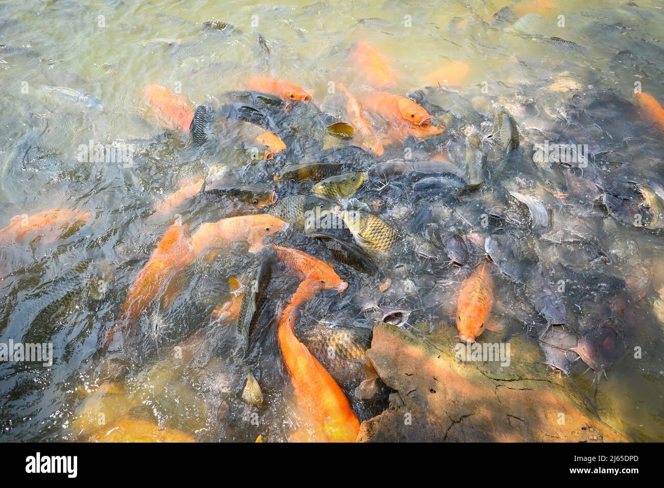 Orange golden carp fish tilapia and catfish eating from feeding food on water surface ponds on water surface ponds, fish farm floating for breathe on Stock Photo
