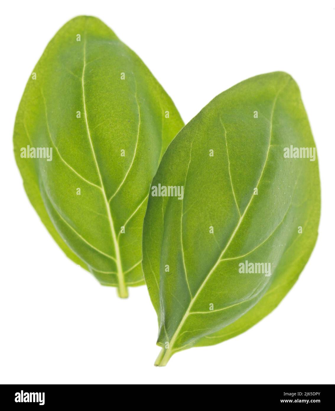 Basil leaves on white background Stock Photo