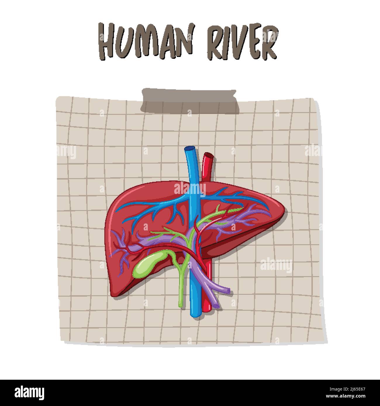 Human internal organ with liver illustration Stock Vector Image & Art ...