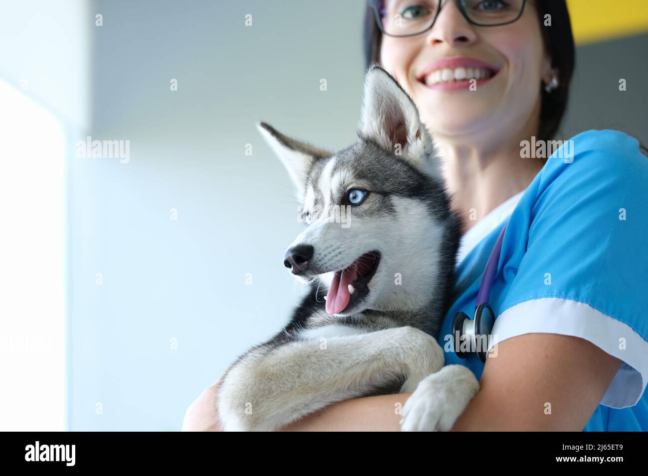 Veterinarian putting bandage on dogs paw after injury, dog pet in vet