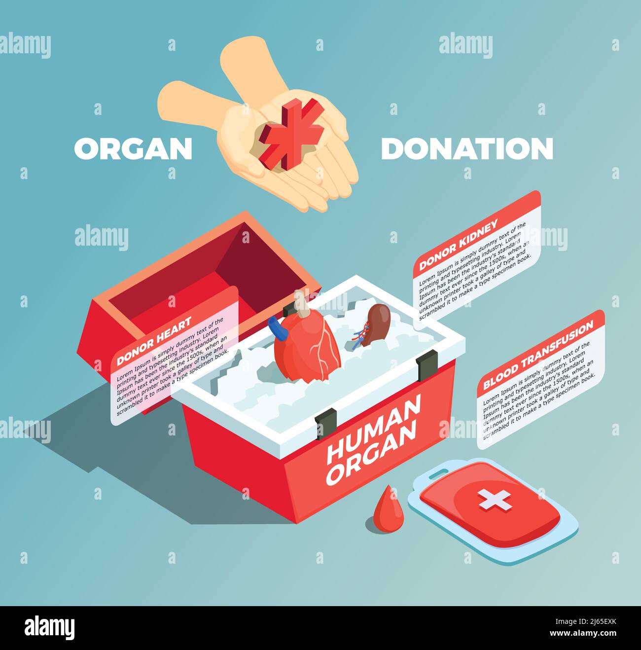 Organ donation isometric composition with donor kidney and donor heart in medical container and