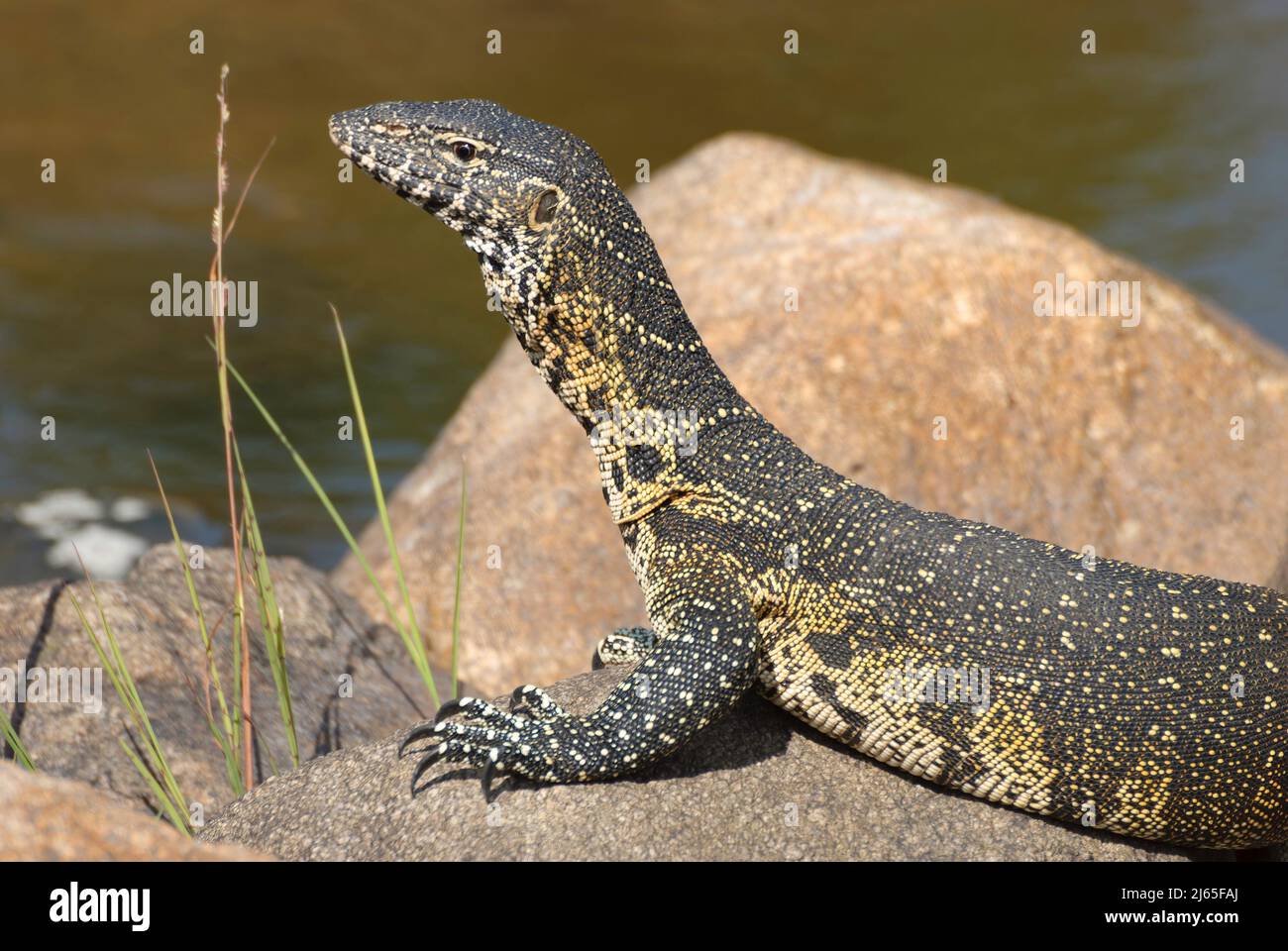 Monitor lizard basking in the sunshine Stock Photo