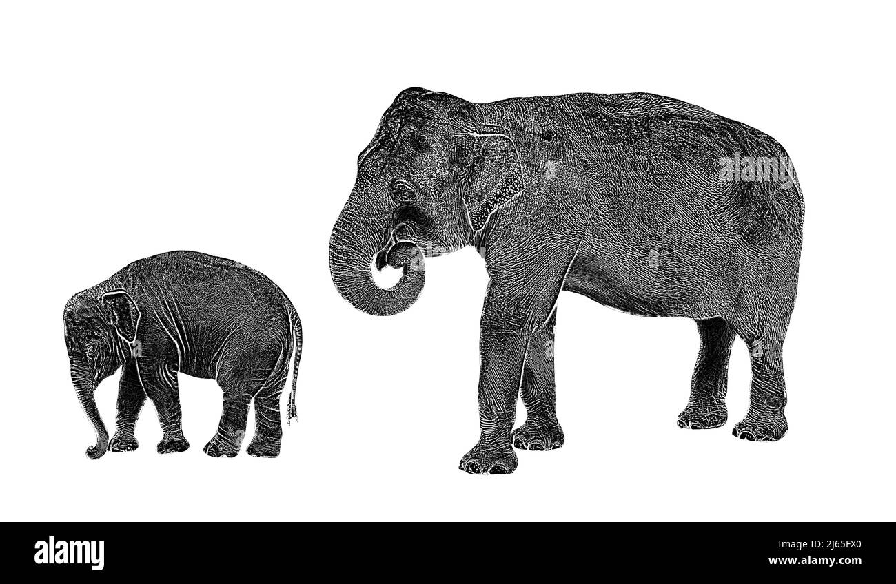 Indian elephant with baby isolated black white illustration. Picture with the asian elephant family. Stock Photo