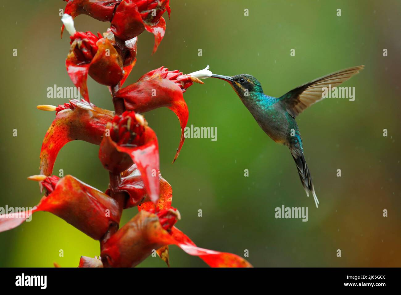 Hummingbird Green Hermit, Phaethornis guy, flying next to beautiful red flower with green forest background, La Paz, Cordillera de Talamanca, Costa Ri Stock Photo