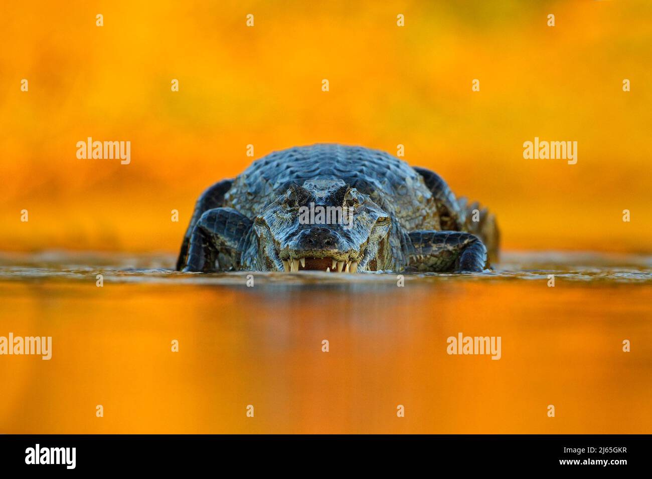 Caiman with evening orange sun, Yacare Caiman, crocodile in the river surface, animal in the water, face to face, nature habitat, Pantanal, Brazil Stock Photo