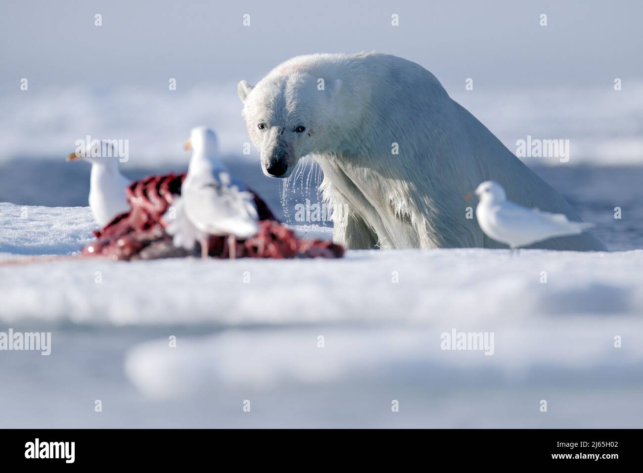 Surfacing dangerous polar bear in the ice with seal carcass Stock Photo