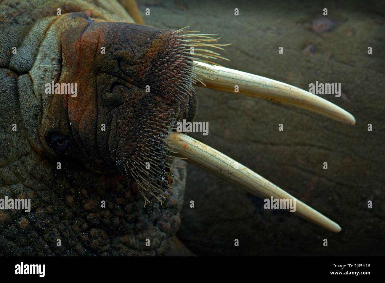 Walrus - close-up. Detail fur coat portrait of Walrus with big white