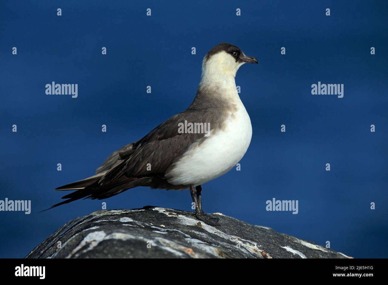 Marine bird Arctic Skua, Stercorarius parasiticus, sitting on stone with dark blue sea at backgrond, Svalbard Stock Photo