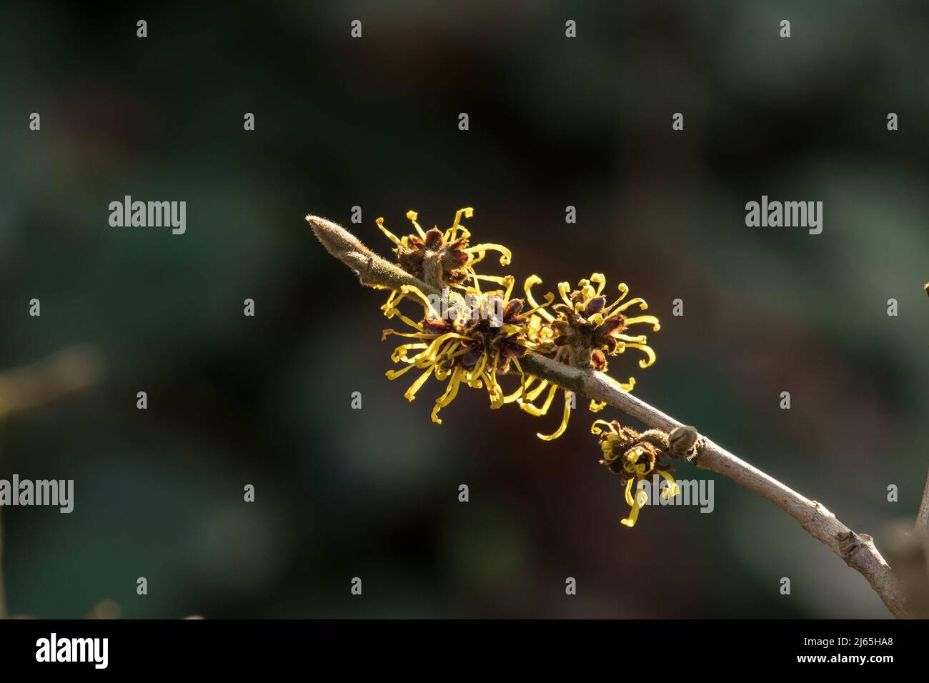 Flowers of Hamamelis mollis 'Gold Edge' Stock Photo