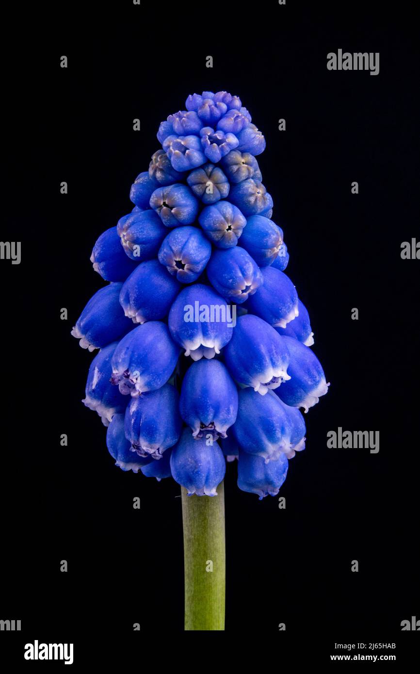 Close up of  the flower spike of Muscari armeniacum Stock Photo