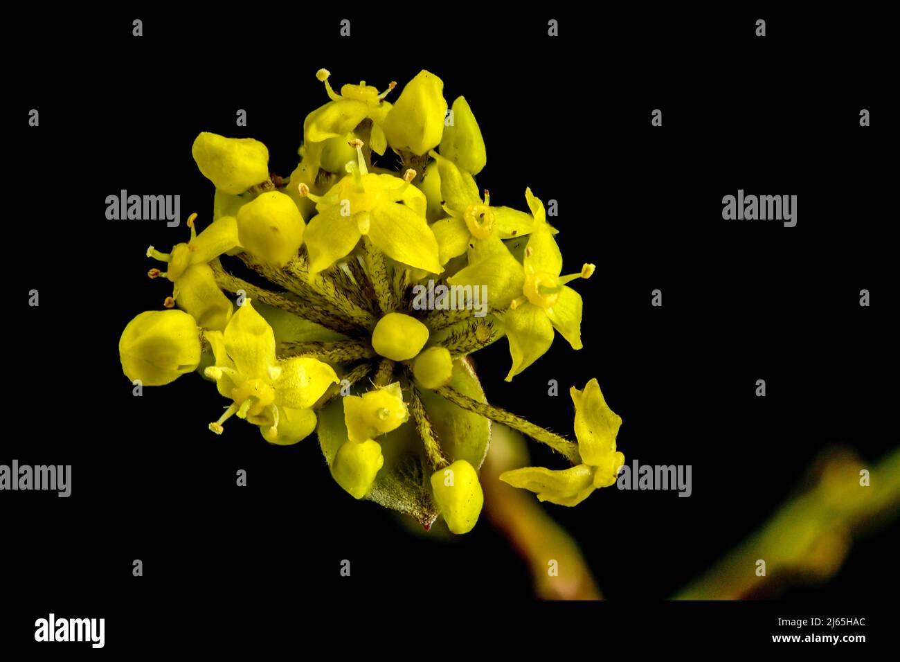 Close up of the flowers of Cornus mas or  European cornel Stock Photo