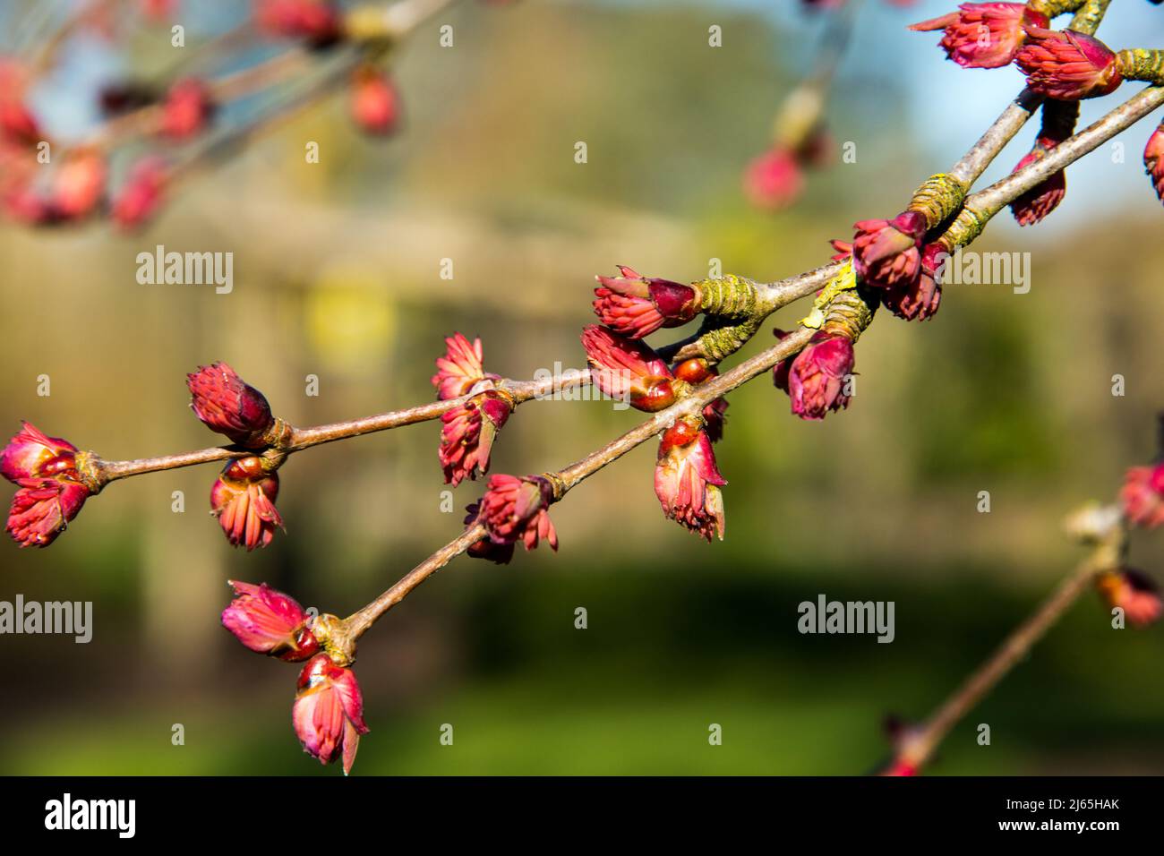 Flower buds of Cercidiphyllum japonicum or katsura tree Stock Photo