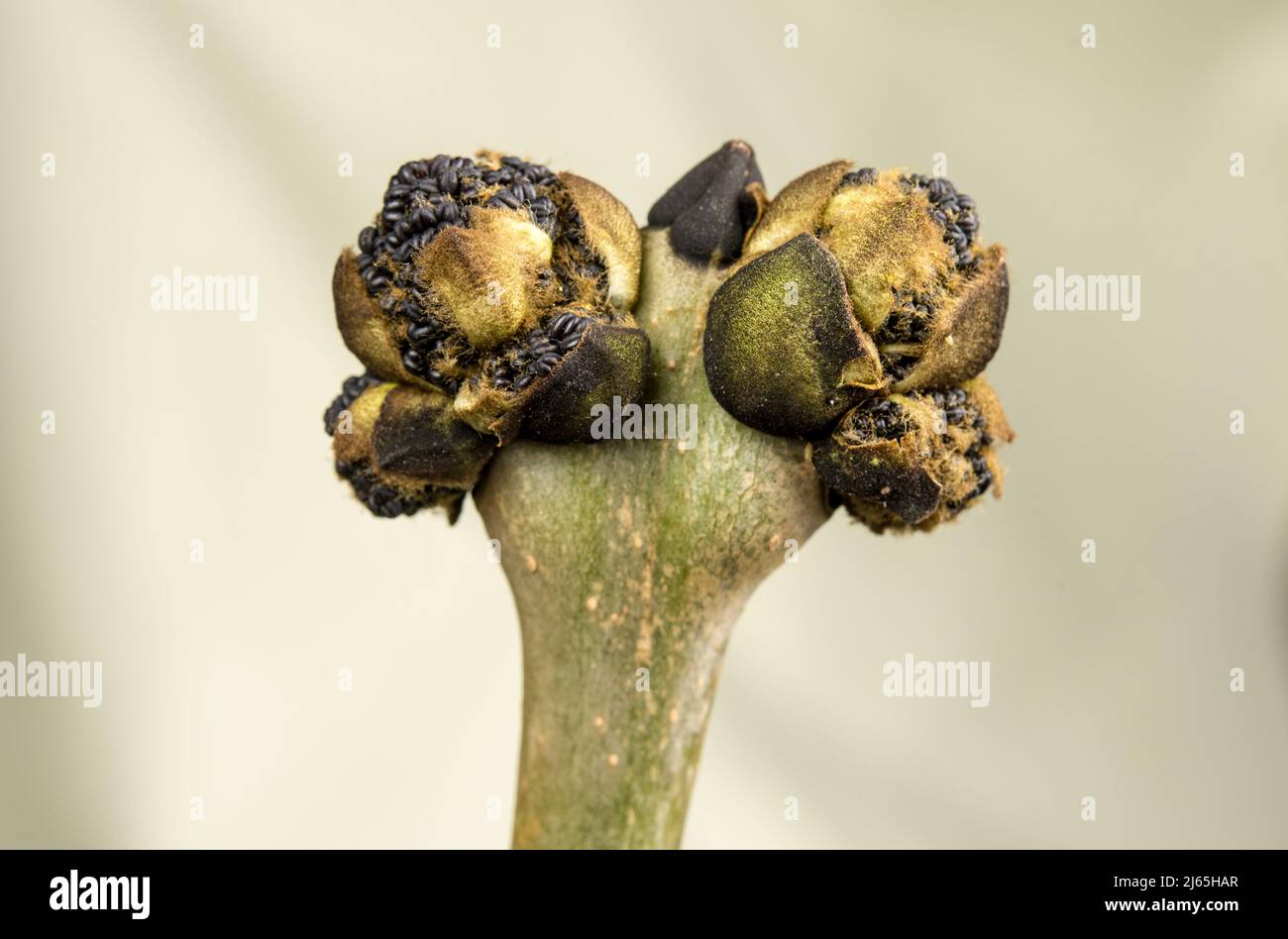 Flower buds of Fraxinus excelsior or European ash Stock Photo