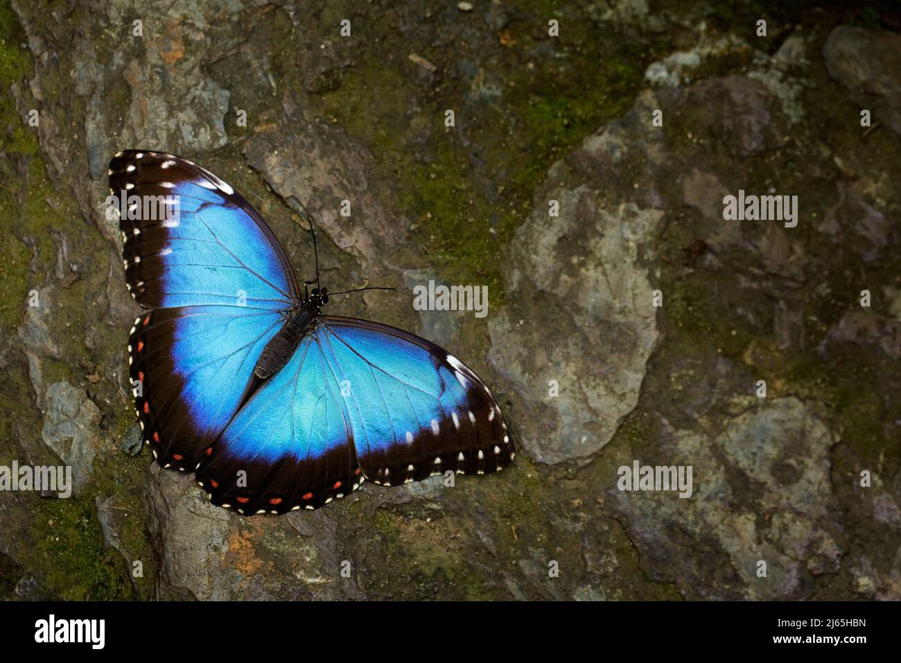 Butterfly Blue Morpho, Morpho peleides. Big blue butterfly sitting on