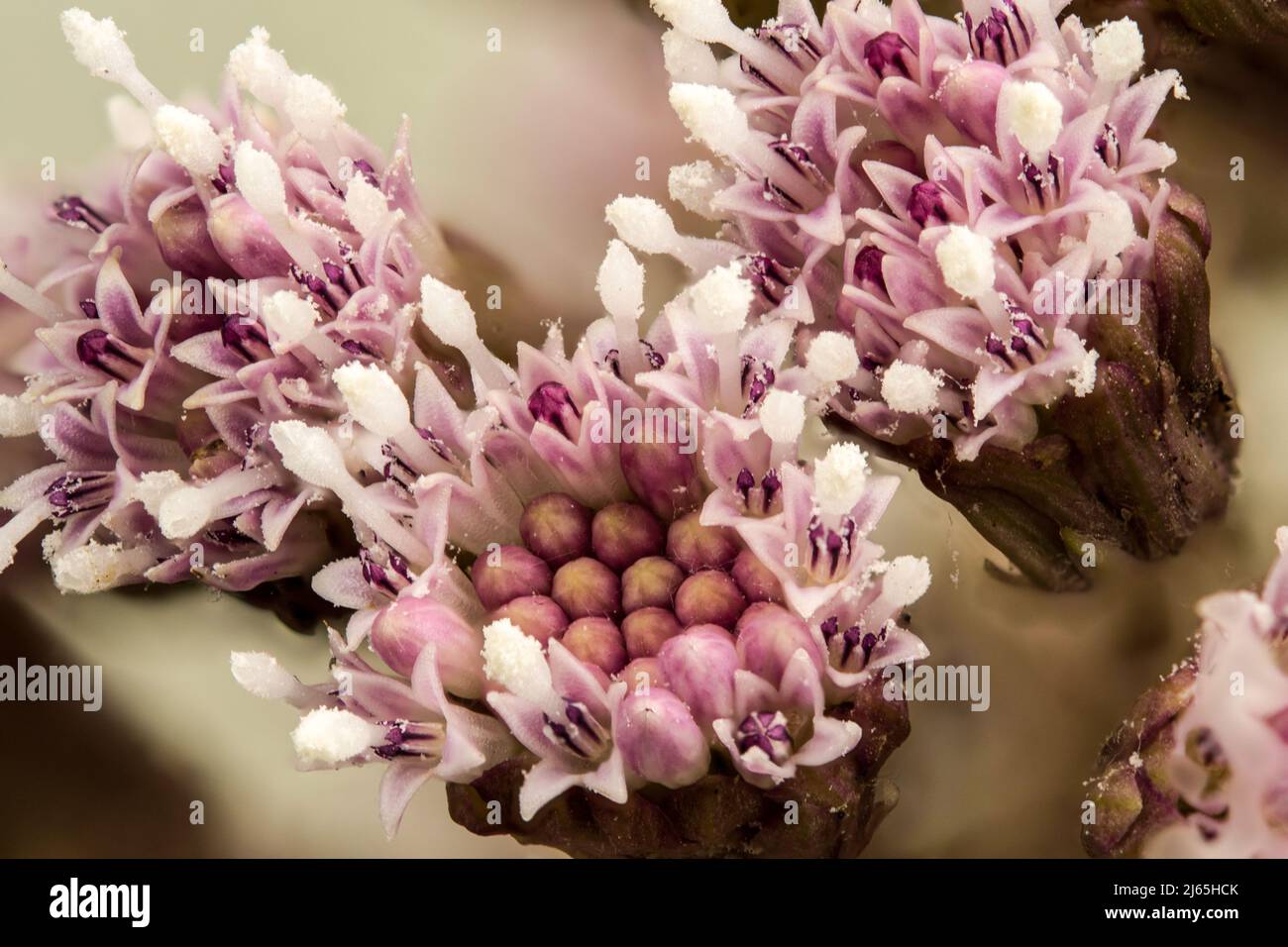Flowers of the weed Petasitis hybridus Stock Photo