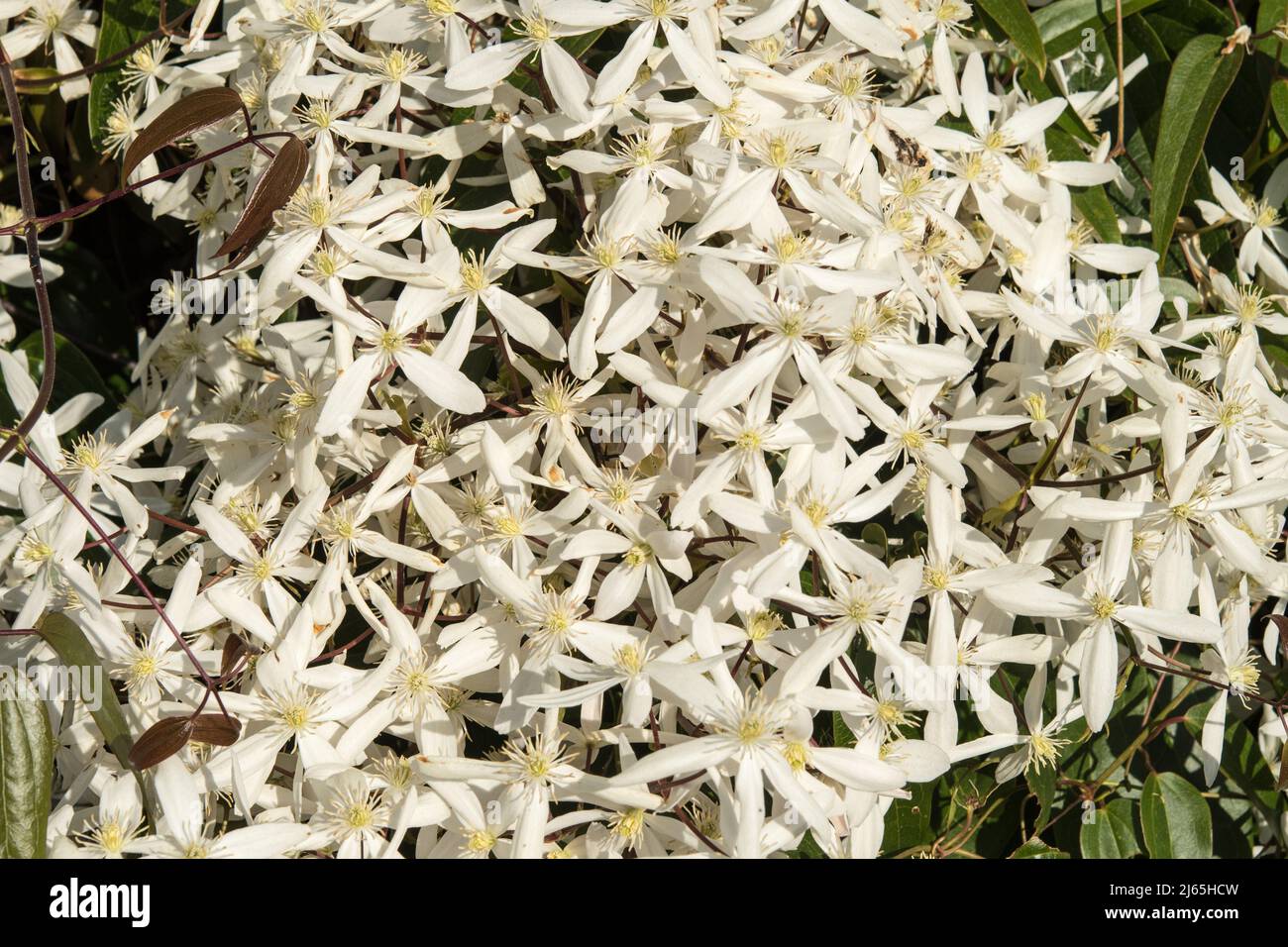The white flowers of Clematis armandii Stock Photo