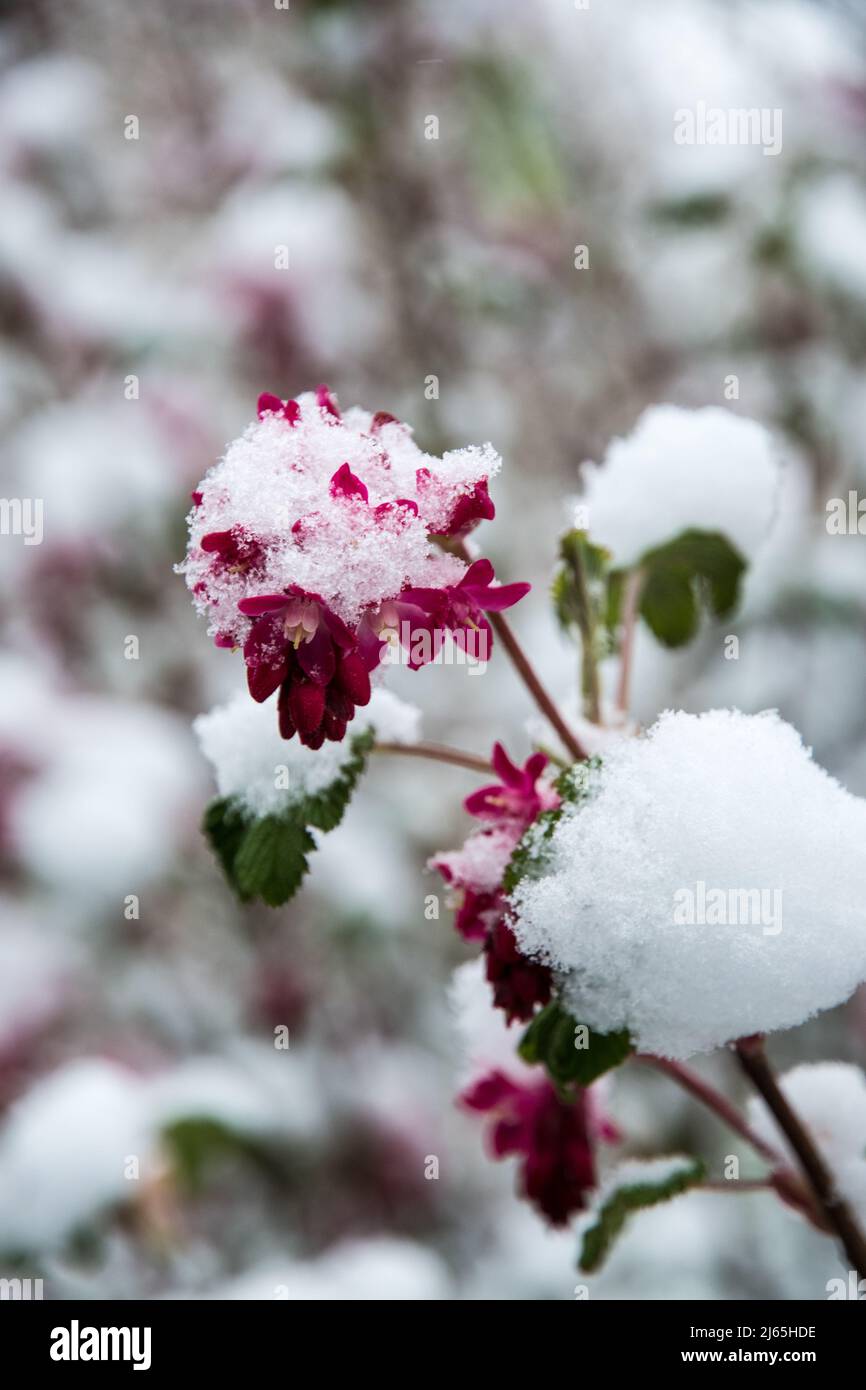 Flowers of Ribes sanguineum with snow Stock Photo