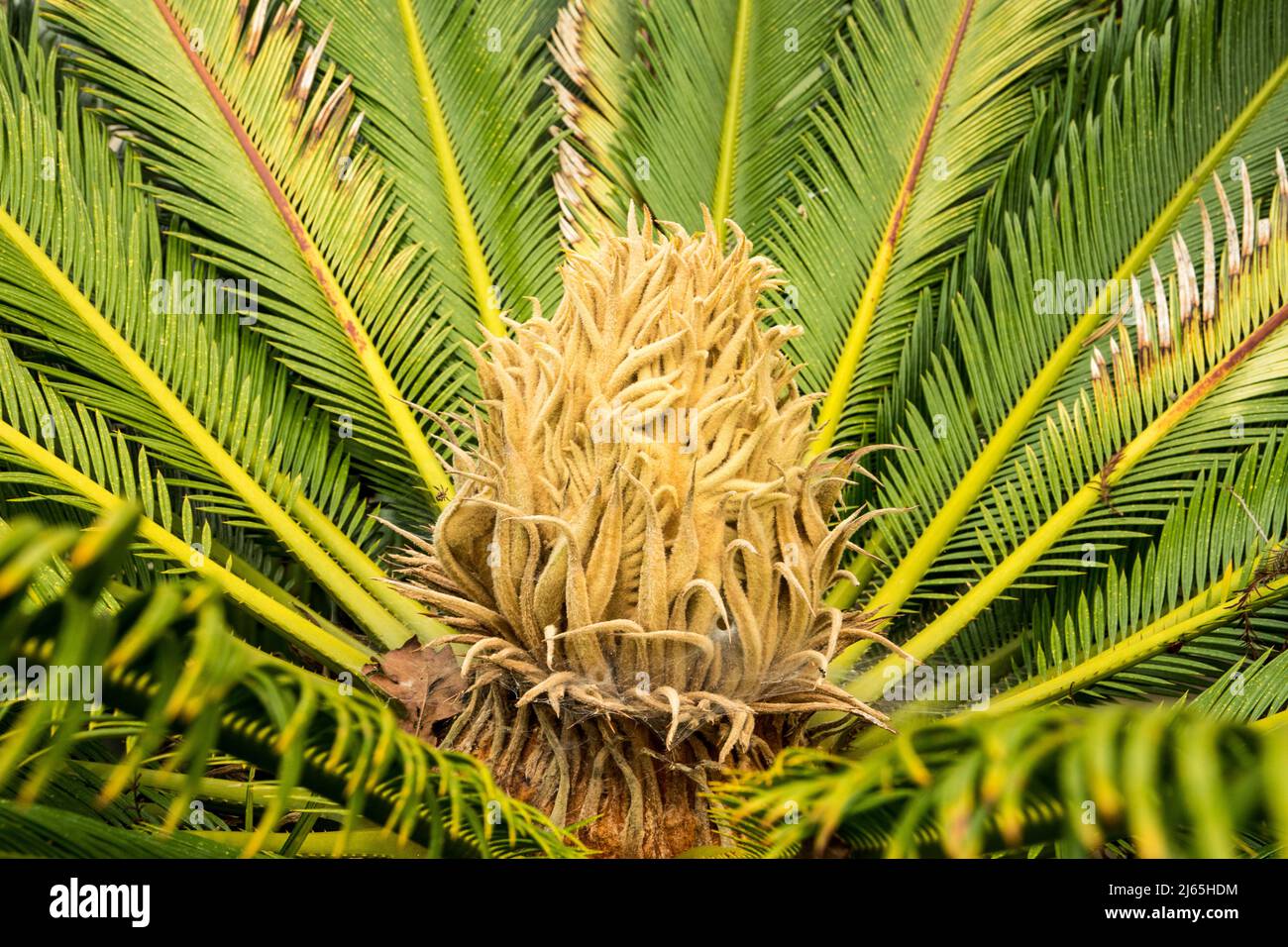 the centre of the conservatory plant Cycas revoluta Stock Photo