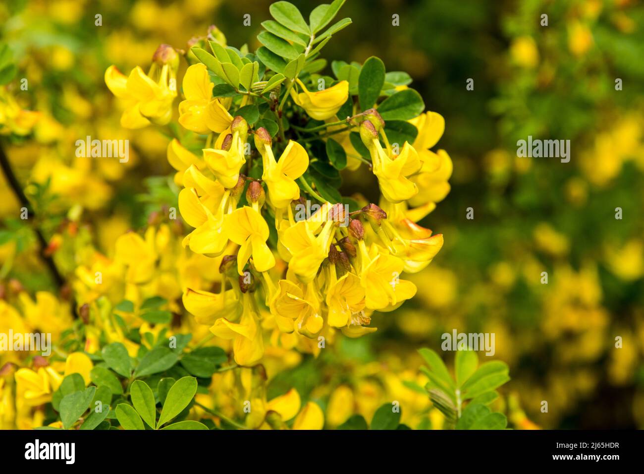 The shrub Hippocrepis emerus in full flower Stock Photo