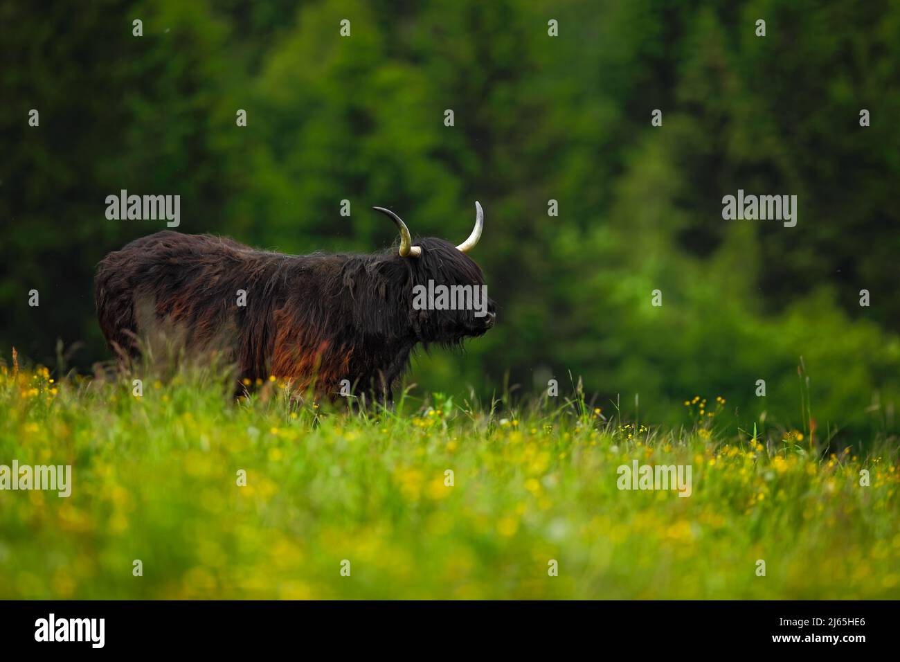 Highland cattle, big animal in the flowered meadow, they have long horns and long wavy coats that are coloured black, brindle, red, and they are often Stock Photo