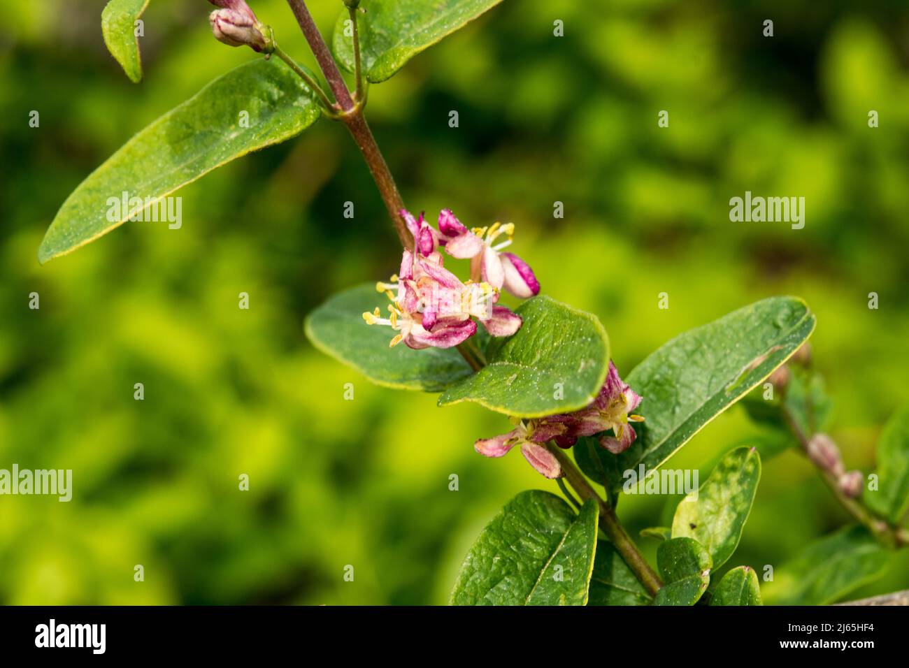 Lonicera x amoena 'Rosea' (L. korolkowii x L. tatarica) Stock Photo