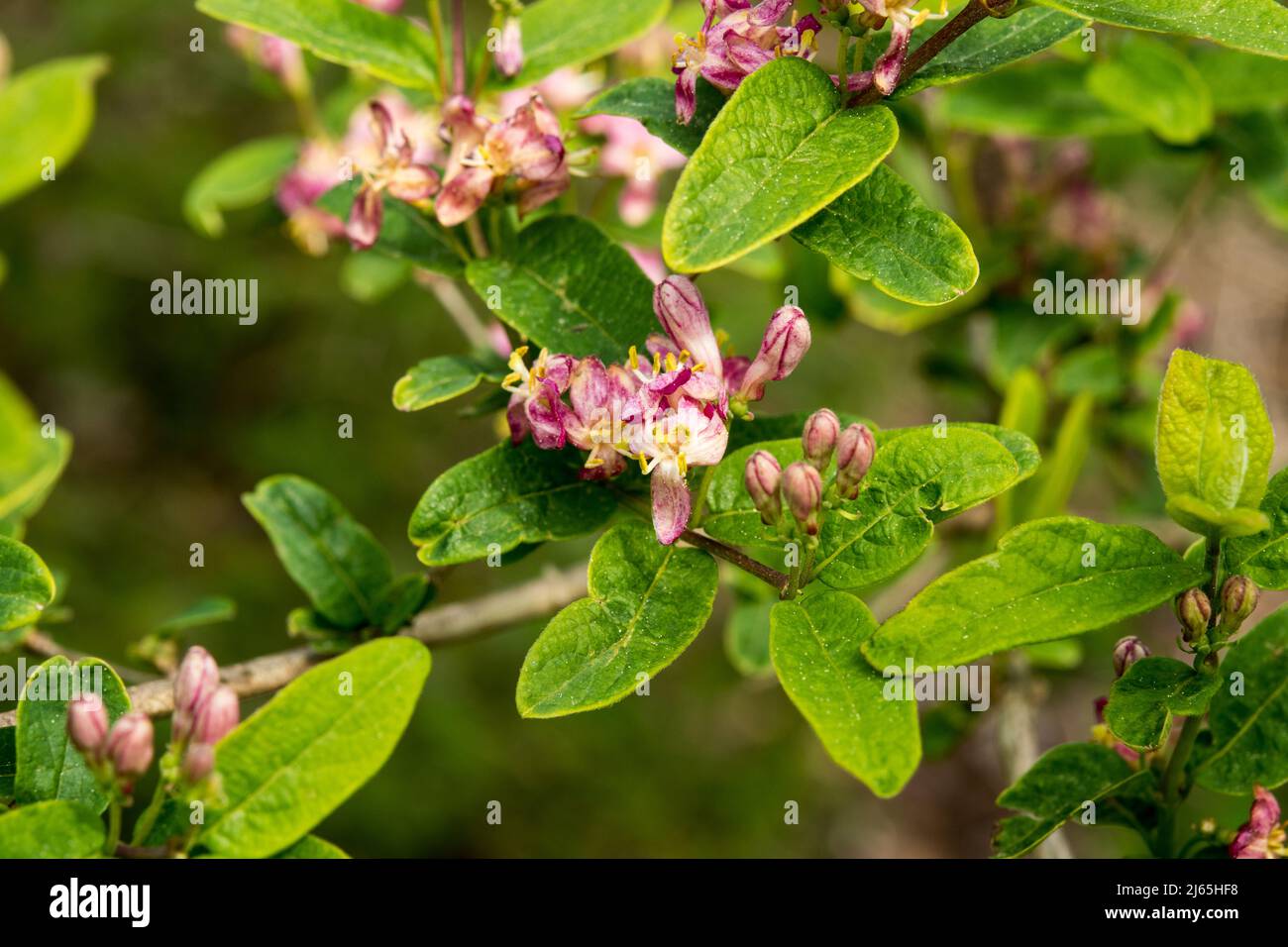 Flowers of Lonicera x amoena 'Rosea' (L. korolkowii x L. tatarica) Stock Photo