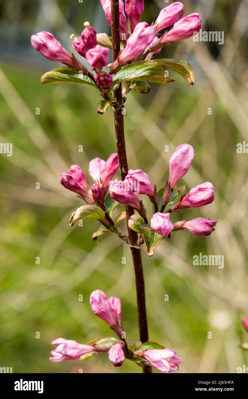 A flowering branch of the shrub Weigela florida Stock Photo