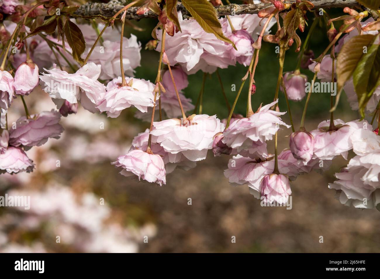 The double flowers of Prunus serrulata 'Hanagasa' Stock Photo