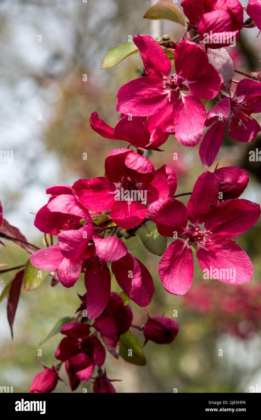 The red flowers Malus 'Henrietta Crosby' or crab apple Stock Photo