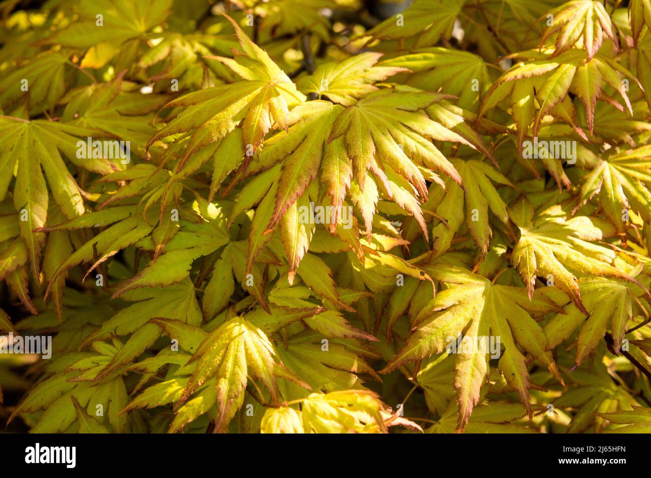 The  fresh leaves of Acer palmatum 'Orange Dream' Stock Photo